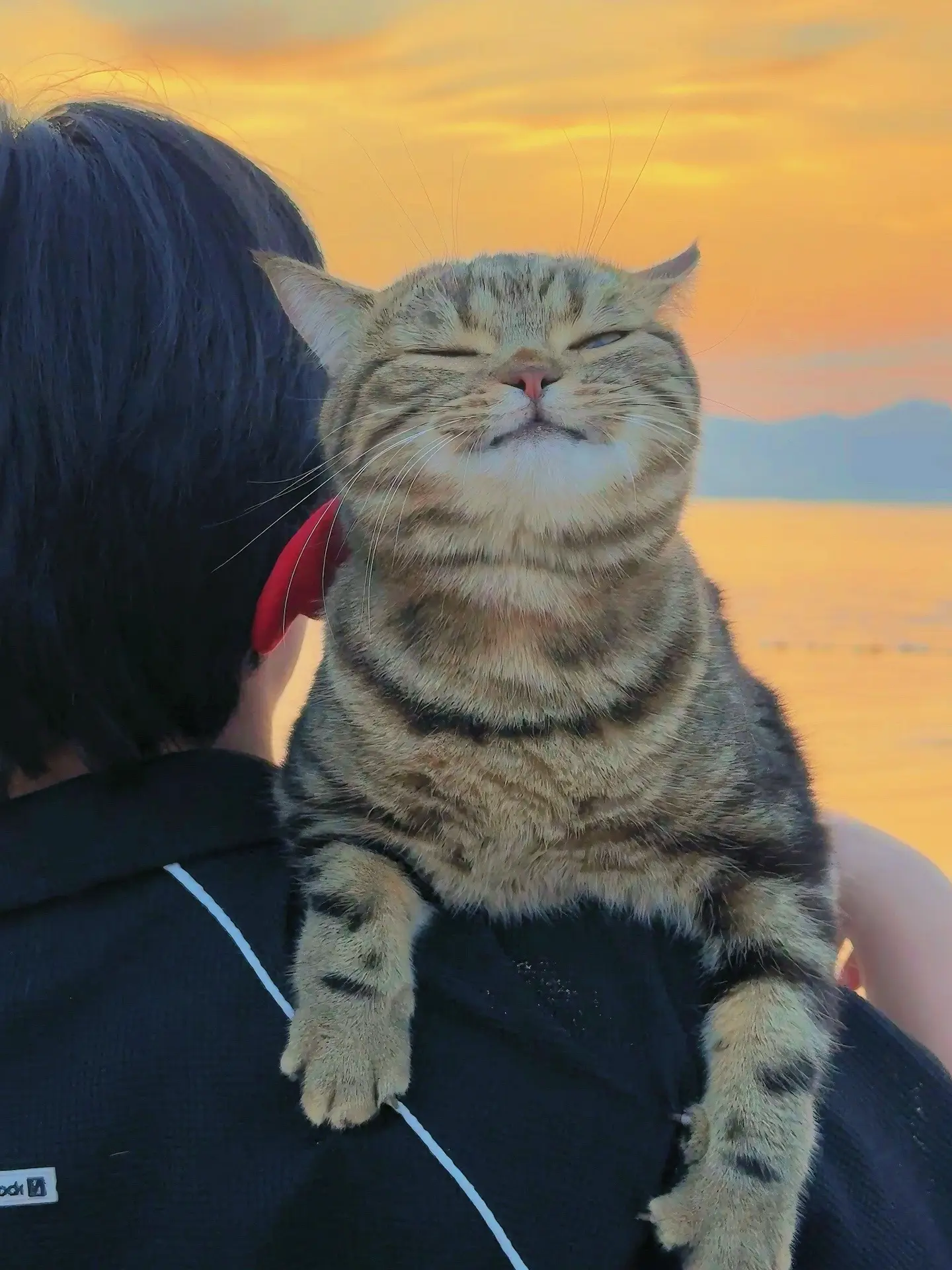 小猫咪也会看得懂世间美丽的落日嘛？日落加猫咪真的太治愈了！！！！