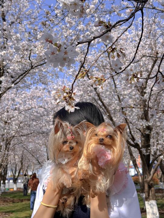 外出141｜想看看大家的樱花照呢🌸