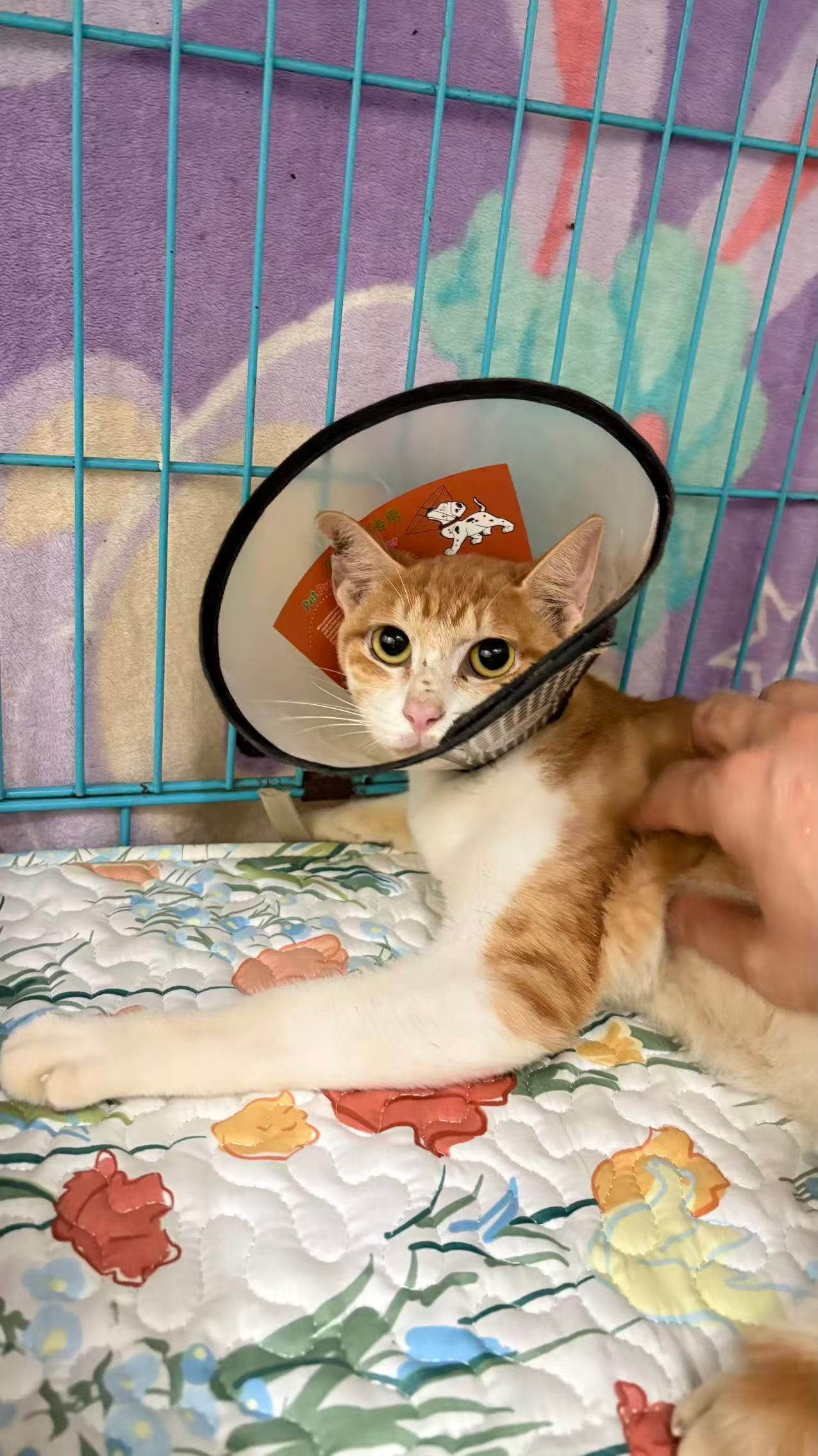 流浪猫燕子救回来第10天，绝育伤口恢复得不错，确实可以放归了，但是天气预报这一周