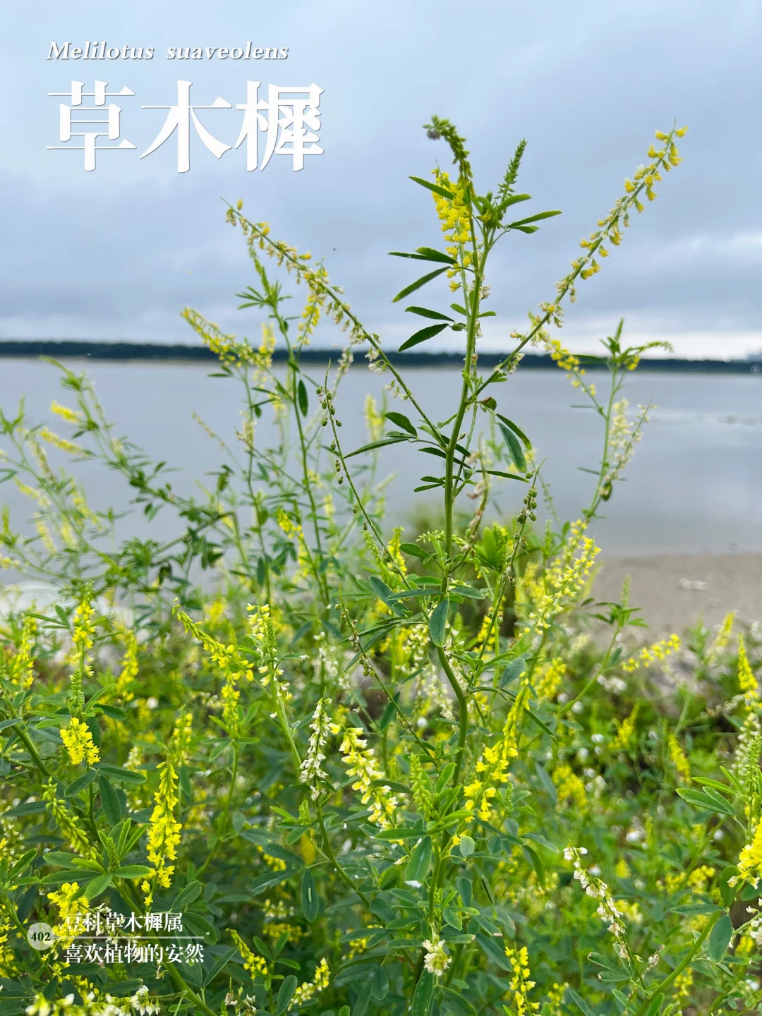 福州植物打标402｜草木樨