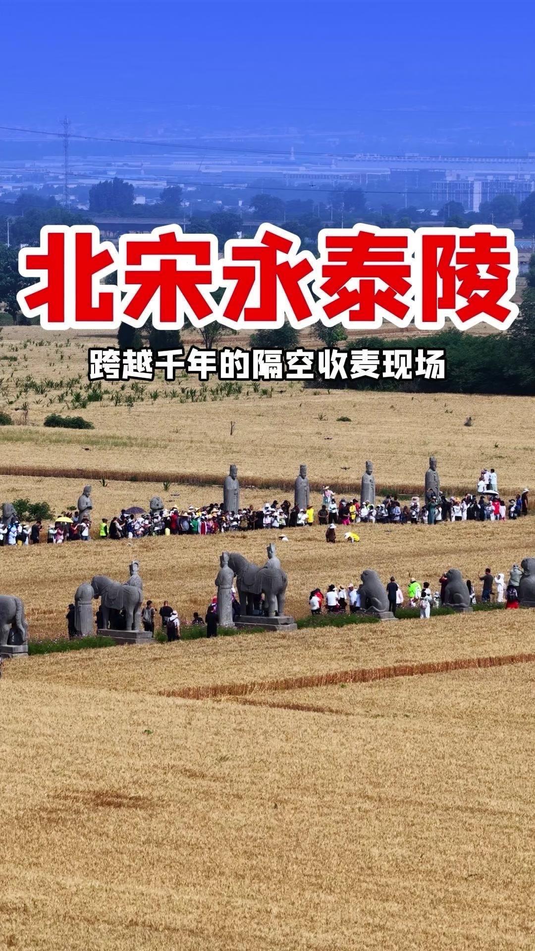 郑州巩义永泰陵的收麦现场太震撼了，千年宋陵依偎万顷良田，麦浪飘香中，田间开镰收割
