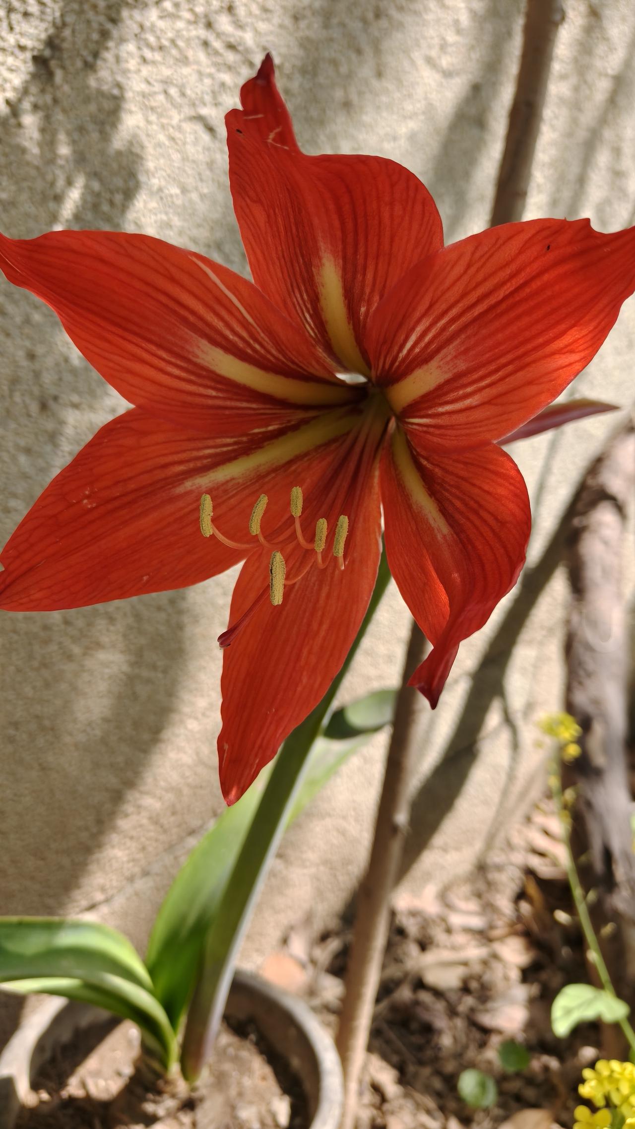 大头兰开花了，大头兰不娇贵，好养活。