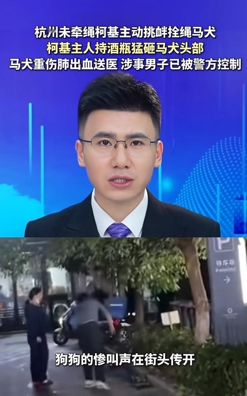 男子为了泄愤，竟将马犬打成重伤！

杭州一男子，遛狗时不栓狗绳， 他的柯基犬主动