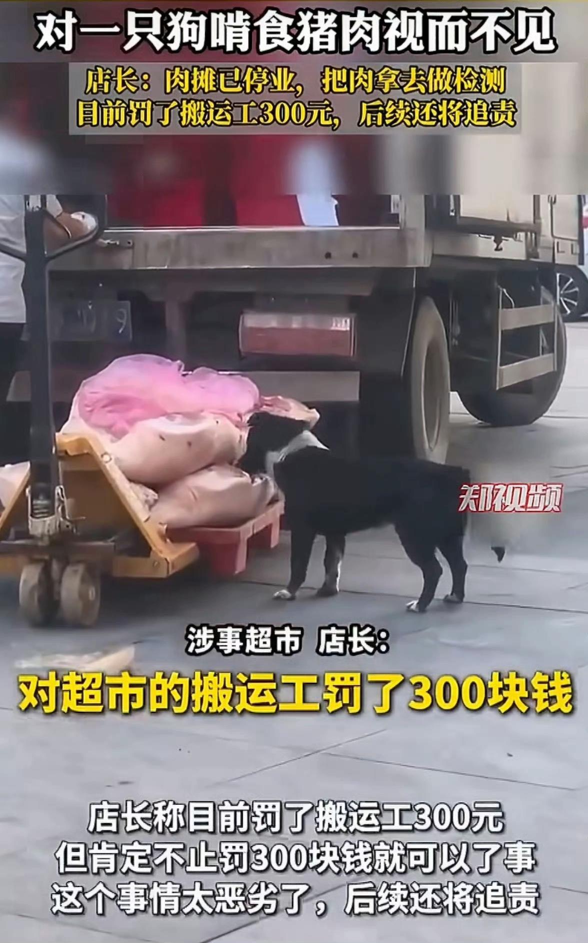 对超市的搬运工罚款300元，那么这条啃猪肉的狗是哪来的？
这条狗为何没有纤绳？