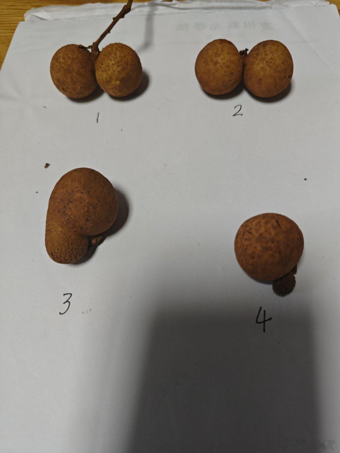 龙眼比喻1.正常龙眼2.正常龙眼3.中度分化，包膜融合4.有畸胎瘤的龙眼 