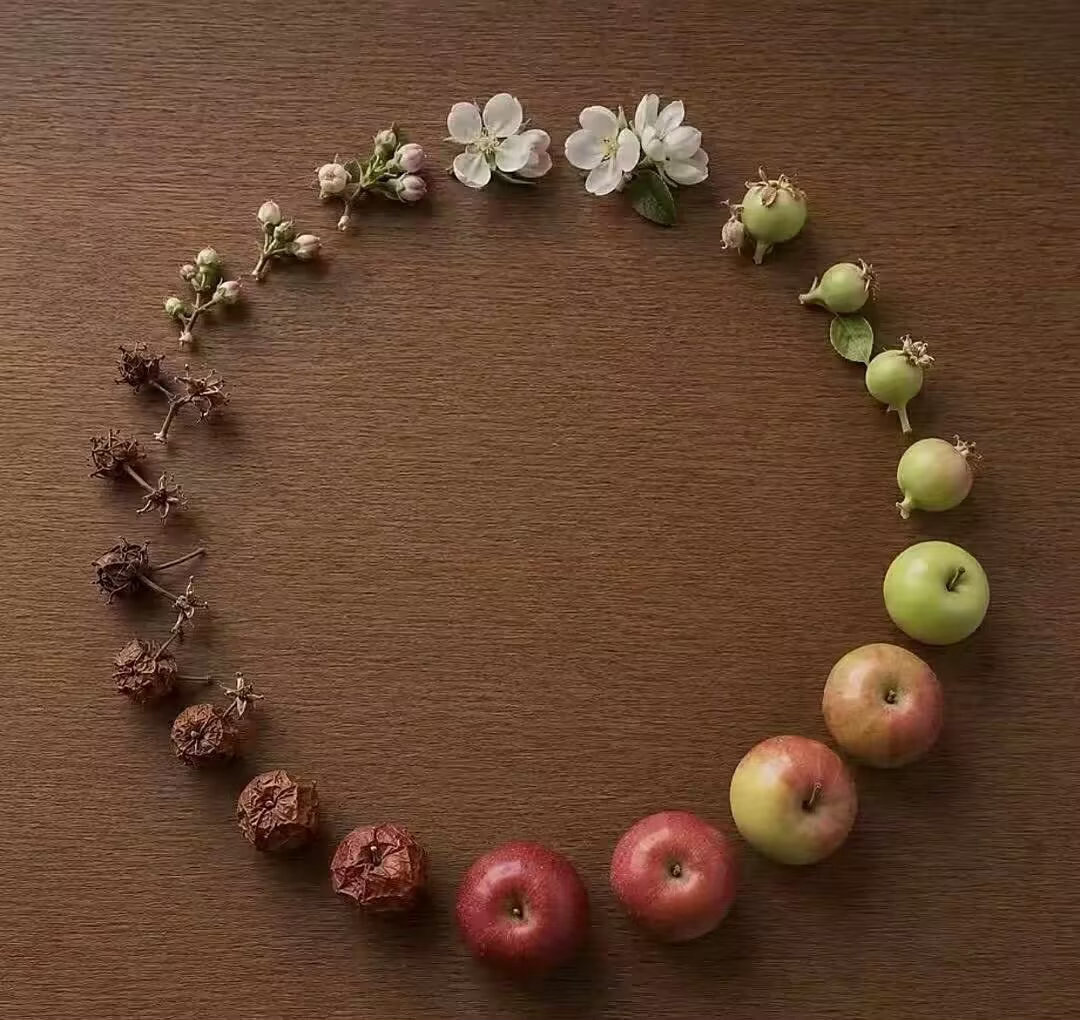 从开花到腐烂是生命的闭环 