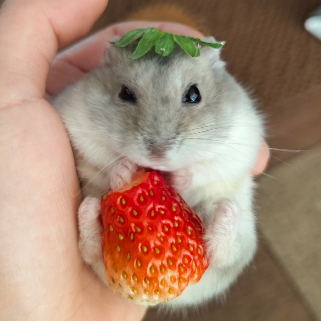 爱鼠 
