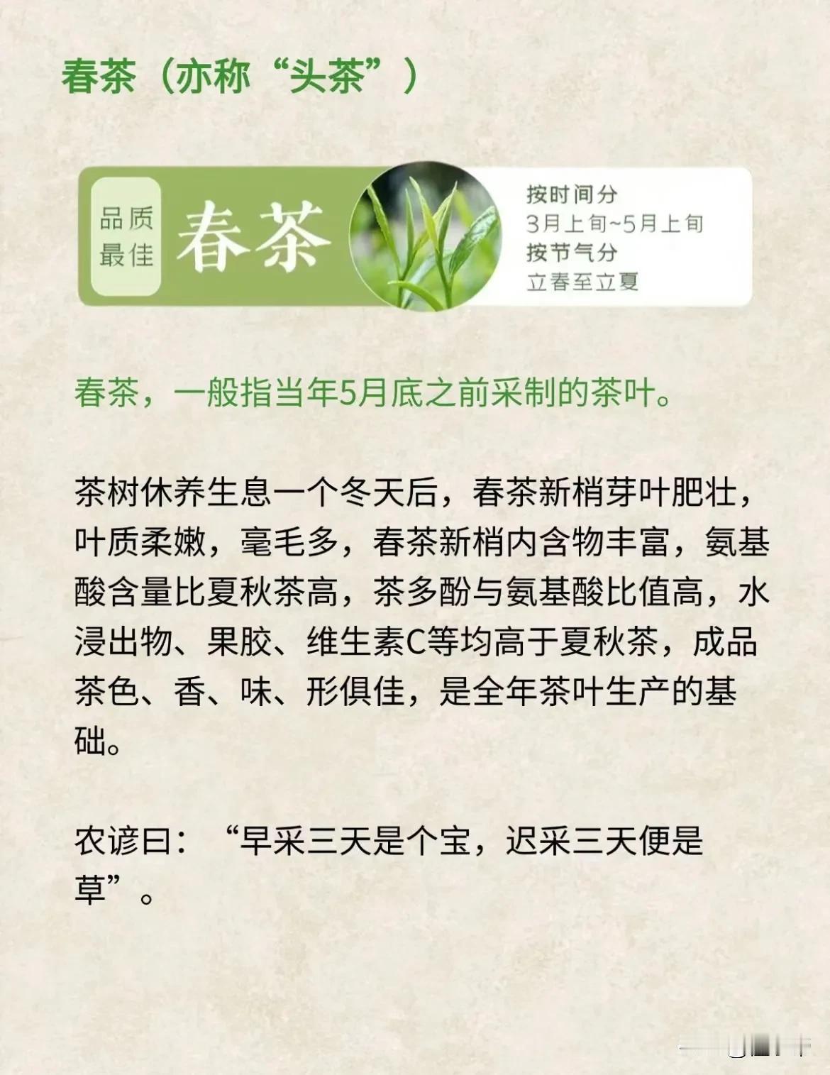 一组图快速入门春茶！