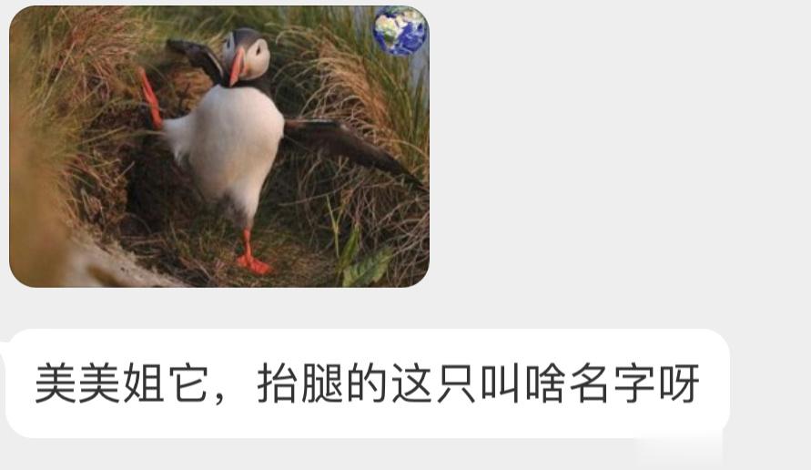 笑死 北极海鹦还会劈叉呢！ ​​​