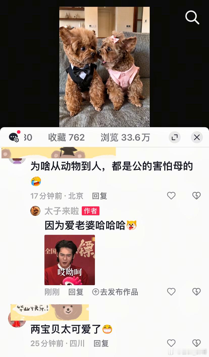 哈哈哈哈哈哈哈因为大家都爱老婆立耳泰迪