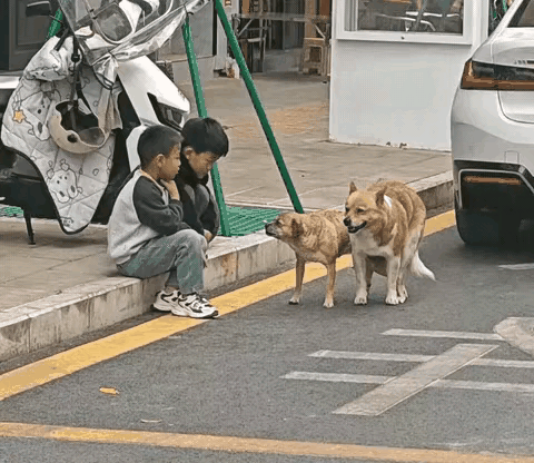 这俩娃娃说啥也搞不明白，这两条狗在搞啥名堂呢？
他俩只好在一旁，观敌瞭阵，且边指