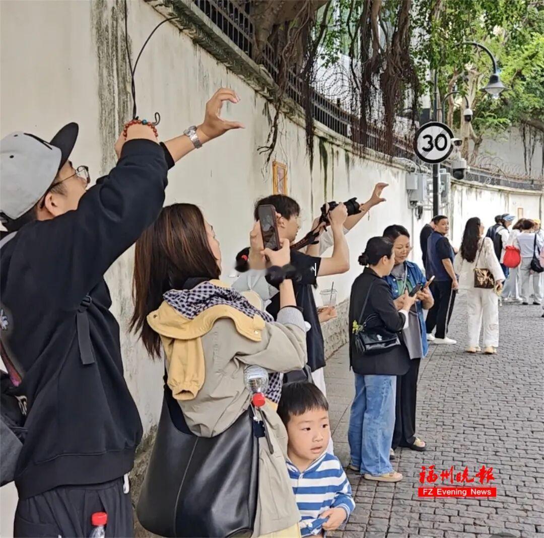 福州烟台山那棵百年香樟树成了游客争相打卡的“比心树”！吸引着更多网友来到现场和它