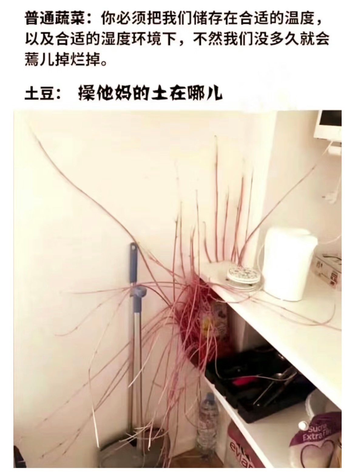 《土豆，你真的很不一般》 ​​​