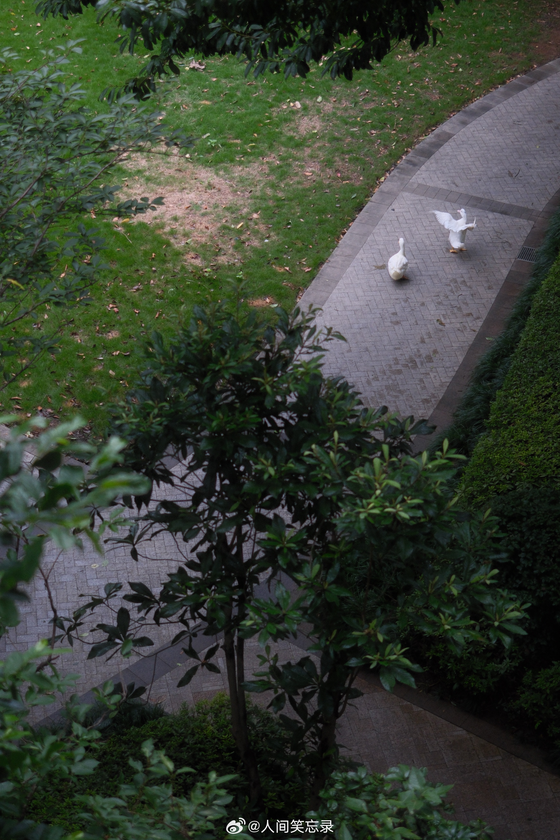 风小了，雨时停时下，大白鸭依旧悠闲。 