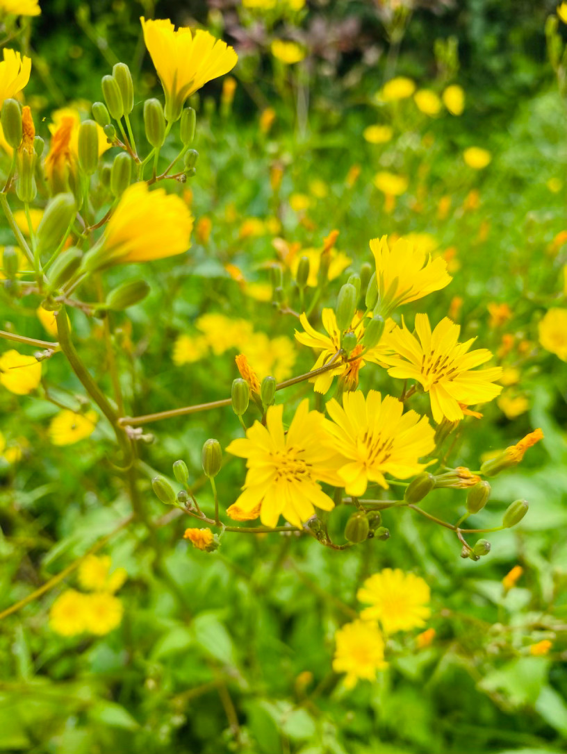 生活手记记录真实生活摄影摄影摄影 你是荒野里最明朗的星，虽常被误作蒲公英，却有着