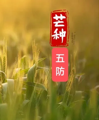 芒种到，暑热来临，做好五防，祝愿夏季安康