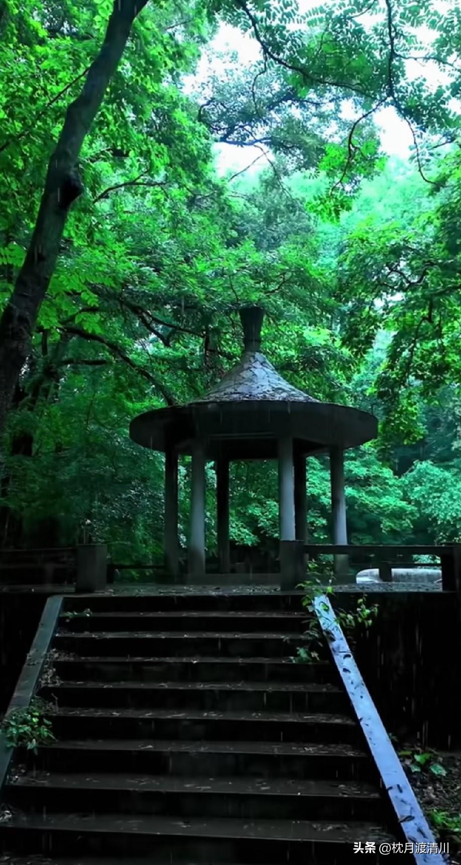 雨天森林空气清新，弥漫着泥土和树叶的芬芳，让人心旷神怡。[赞]