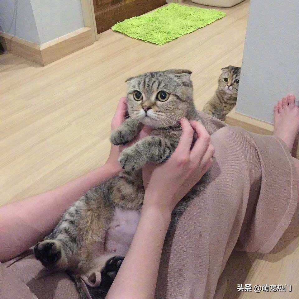 一位网友抱着猫玩，忽略了后面的另一只猫，结果它的眼神好伤心！