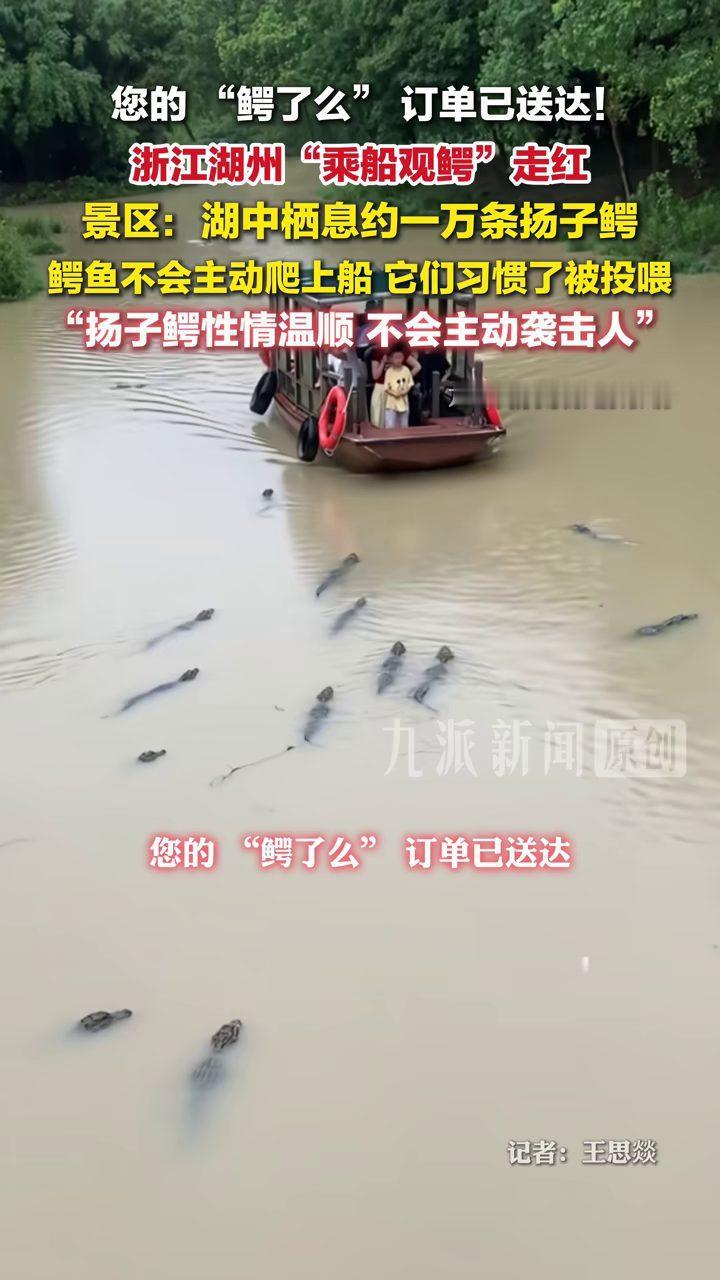 船边游着鳄鱼，游客还坐船穿过一片鳄鱼湖。浙江湖州一景区“乘船观鳄”走红，游客近距