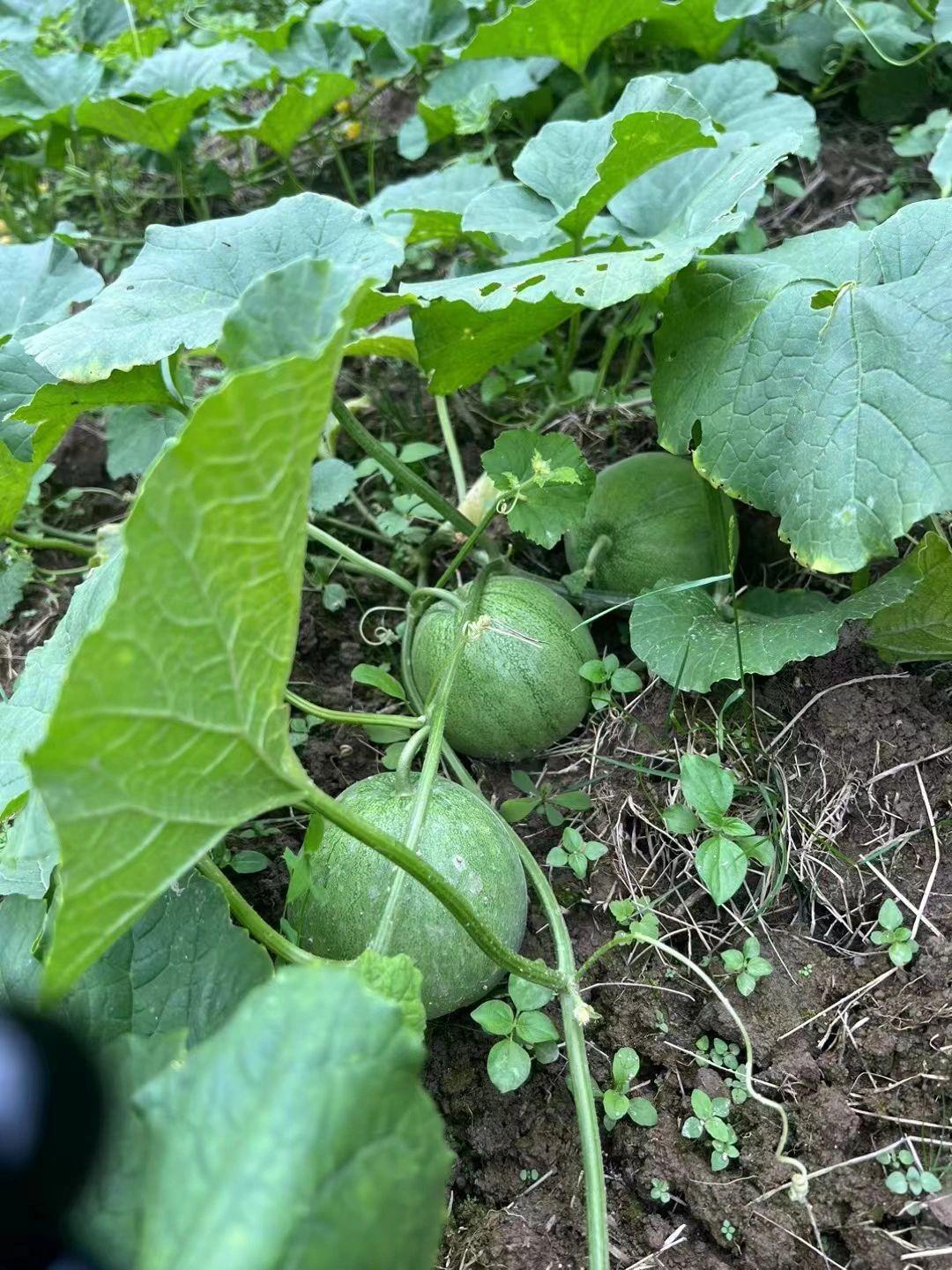 小时候农村尽是土，长大后农村是净土
在这里干净的天空是你的，新鲜的瓜果蔬菜是你的