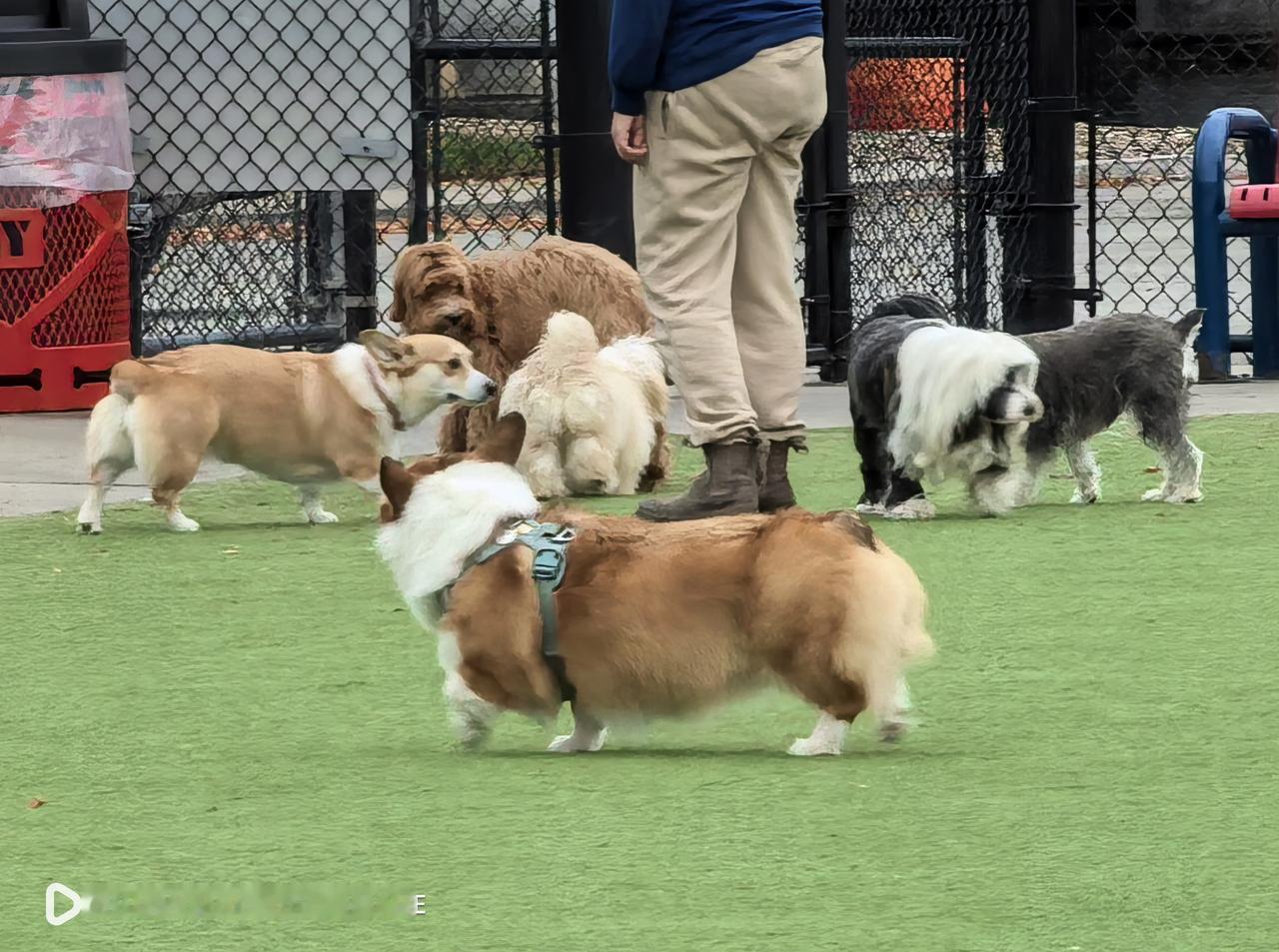 为什么有的年轻人宁愿养狗也不愿养娃？
       时代真的是变了，年轻人不恋爱