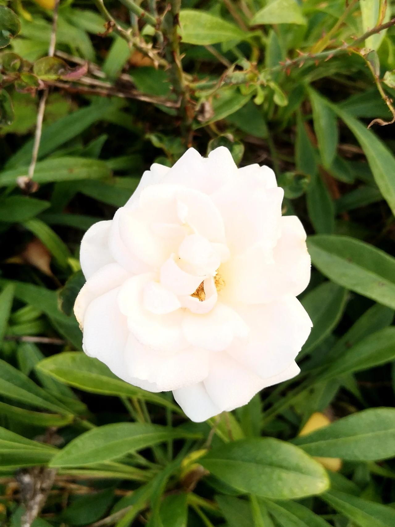 #秋日生活记录#最美白月季！！[笑][彩虹][微风][烟花]