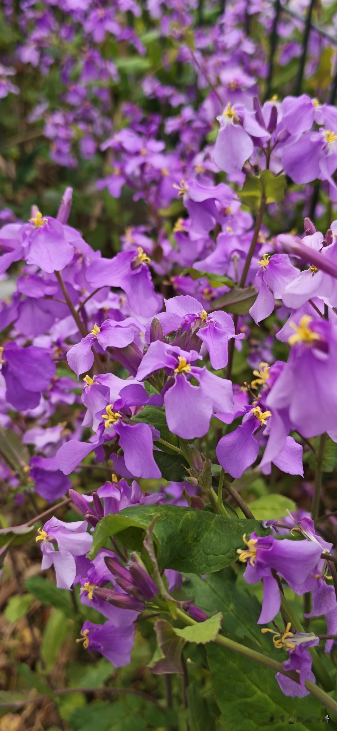 诸葛菜（二月兰）进入盛花期，京城城郊处处可见诸葛菜花海