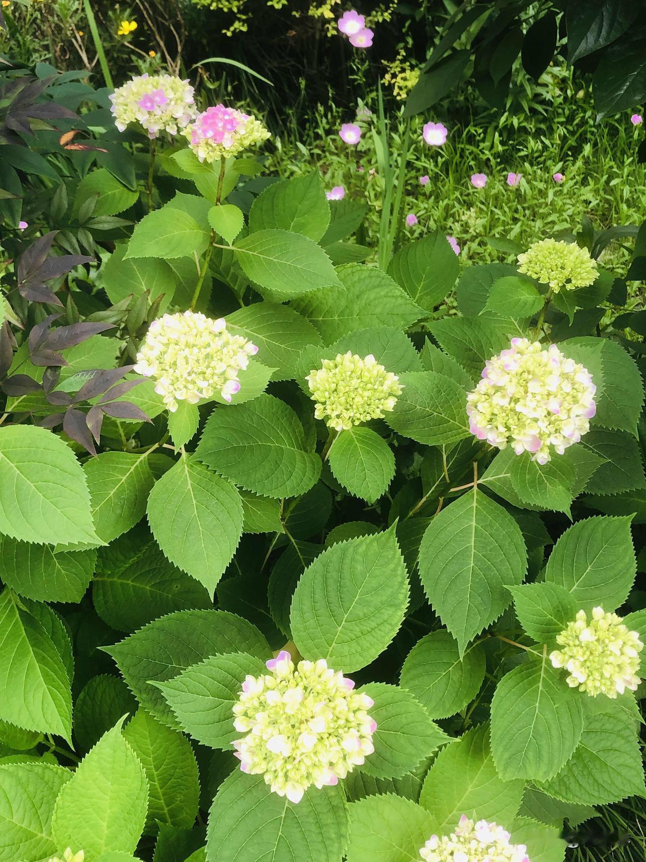绣球花毒致命吗绣球花确实带有微量的毒性，但正常观赏、摸一摸完全没事，不用太恐慌。