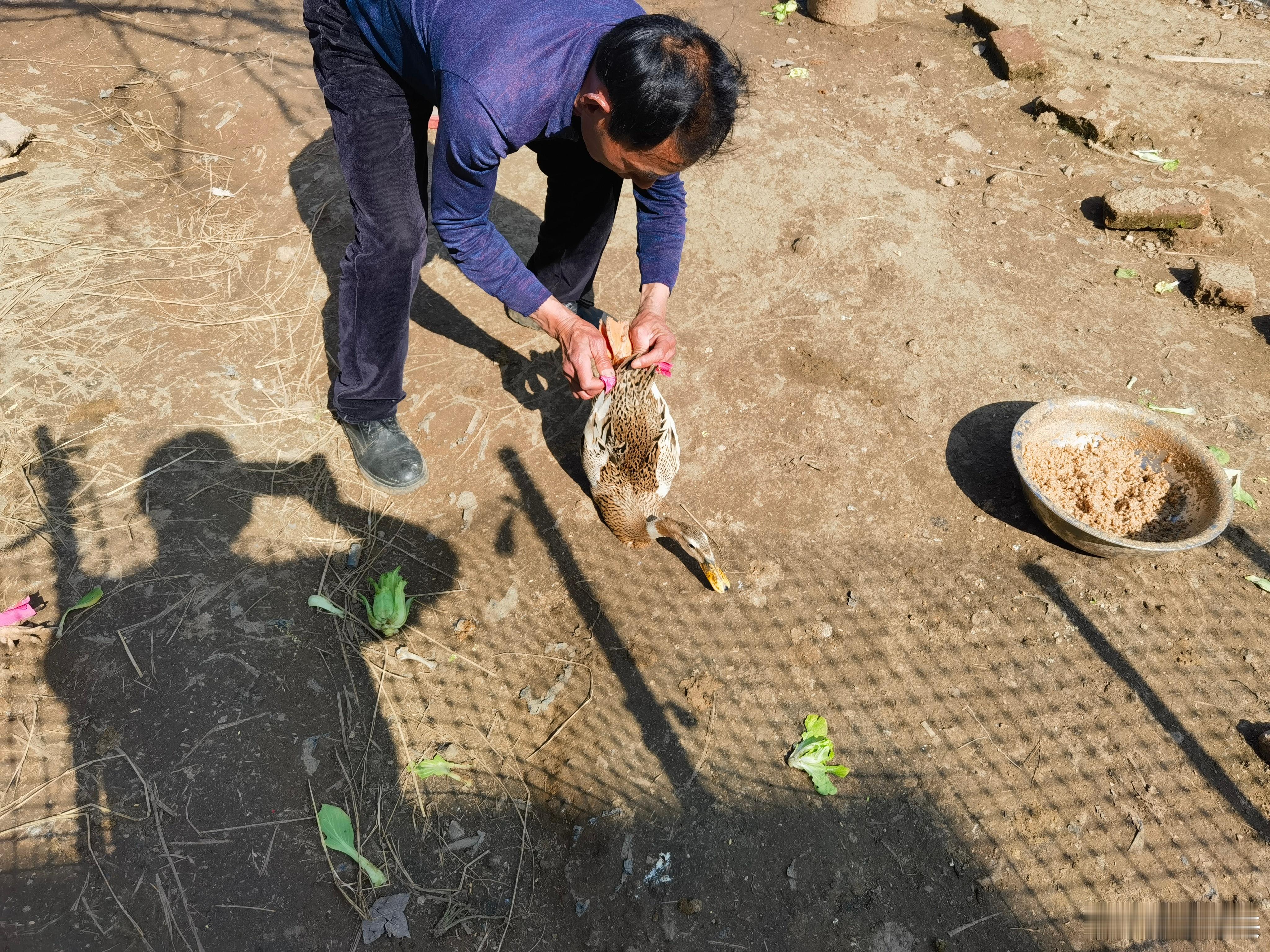 老太太都去世两个多月了，这是给我们养的鸭子和鸡，本想让他们给我杀好，回来就能烧，