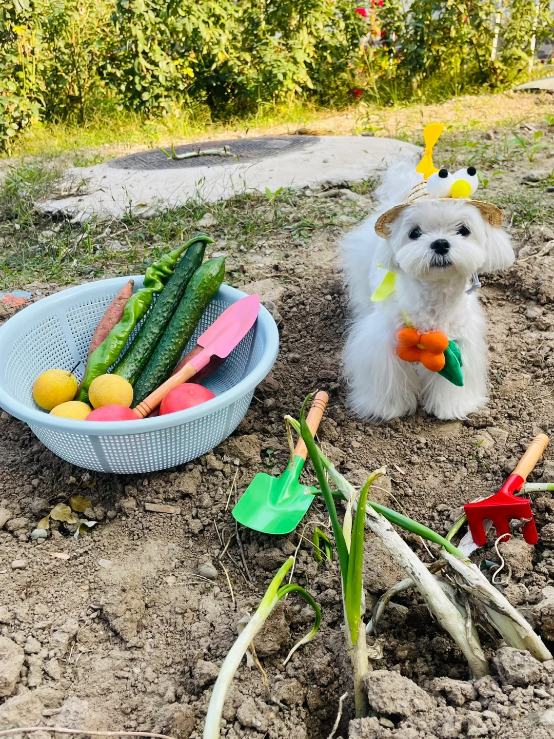种菜养我自己🥒🍅🍐🌶