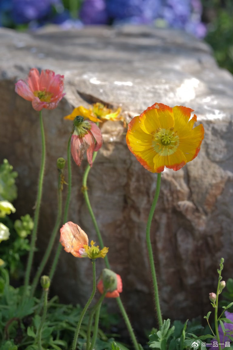 苏州花事趁着好天气来赴一场春日之约，满眼都是温柔又明媚的色彩。虞美人开得正盛，橙