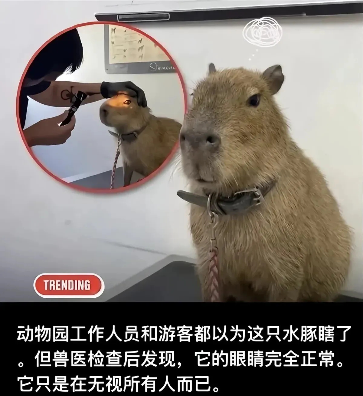 我面对世界的态度： 