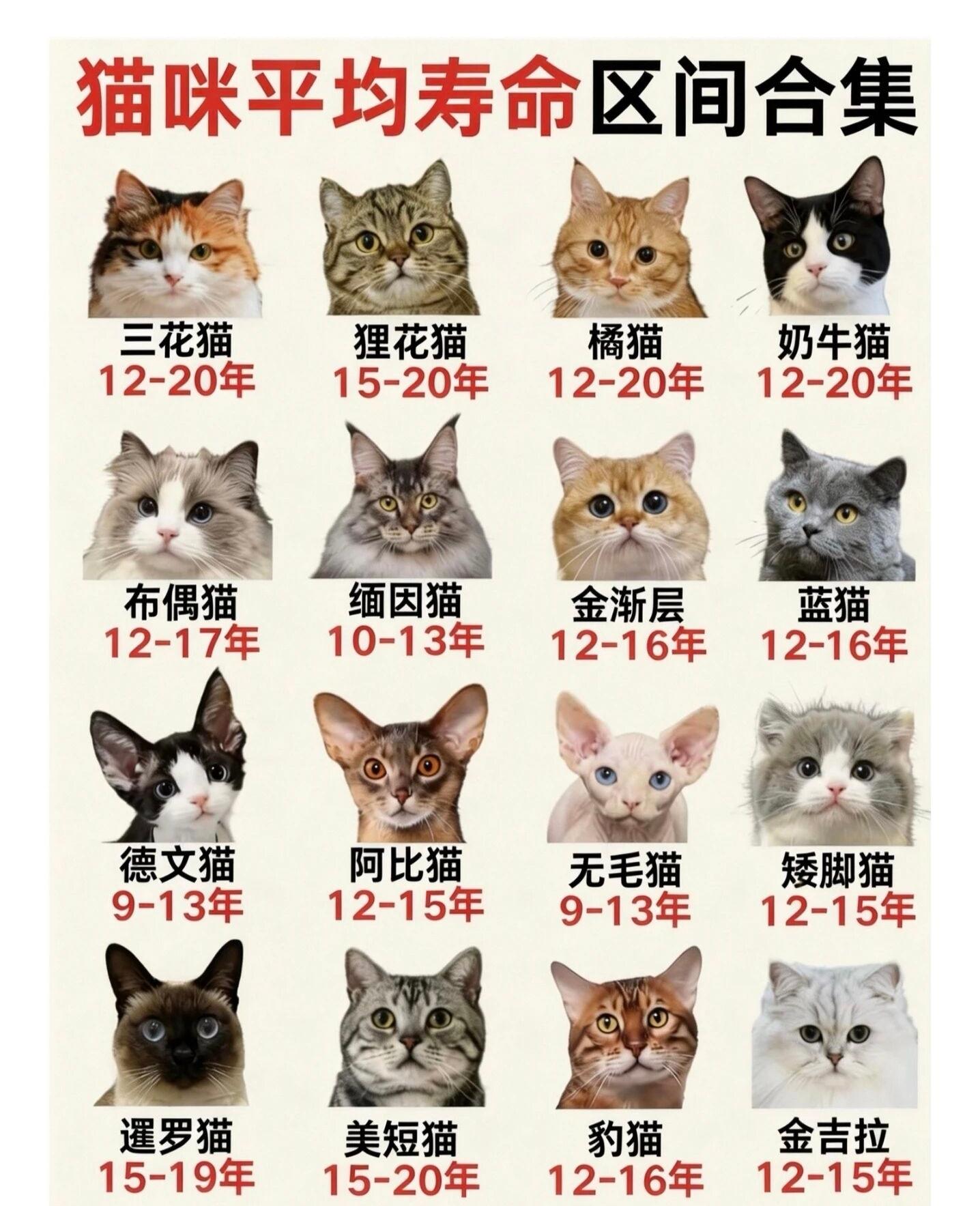 养猫人要知道的事。我家的猫是个掉毛狂。
