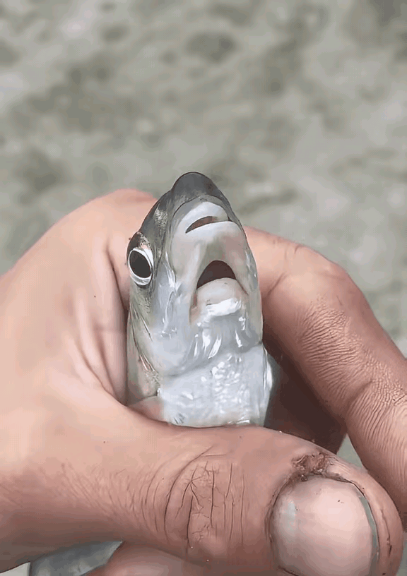 “太不可思议了！”一名男子去野外钓鱼，结果才钓一会就钓到了一条小鲫鱼，然而当男子