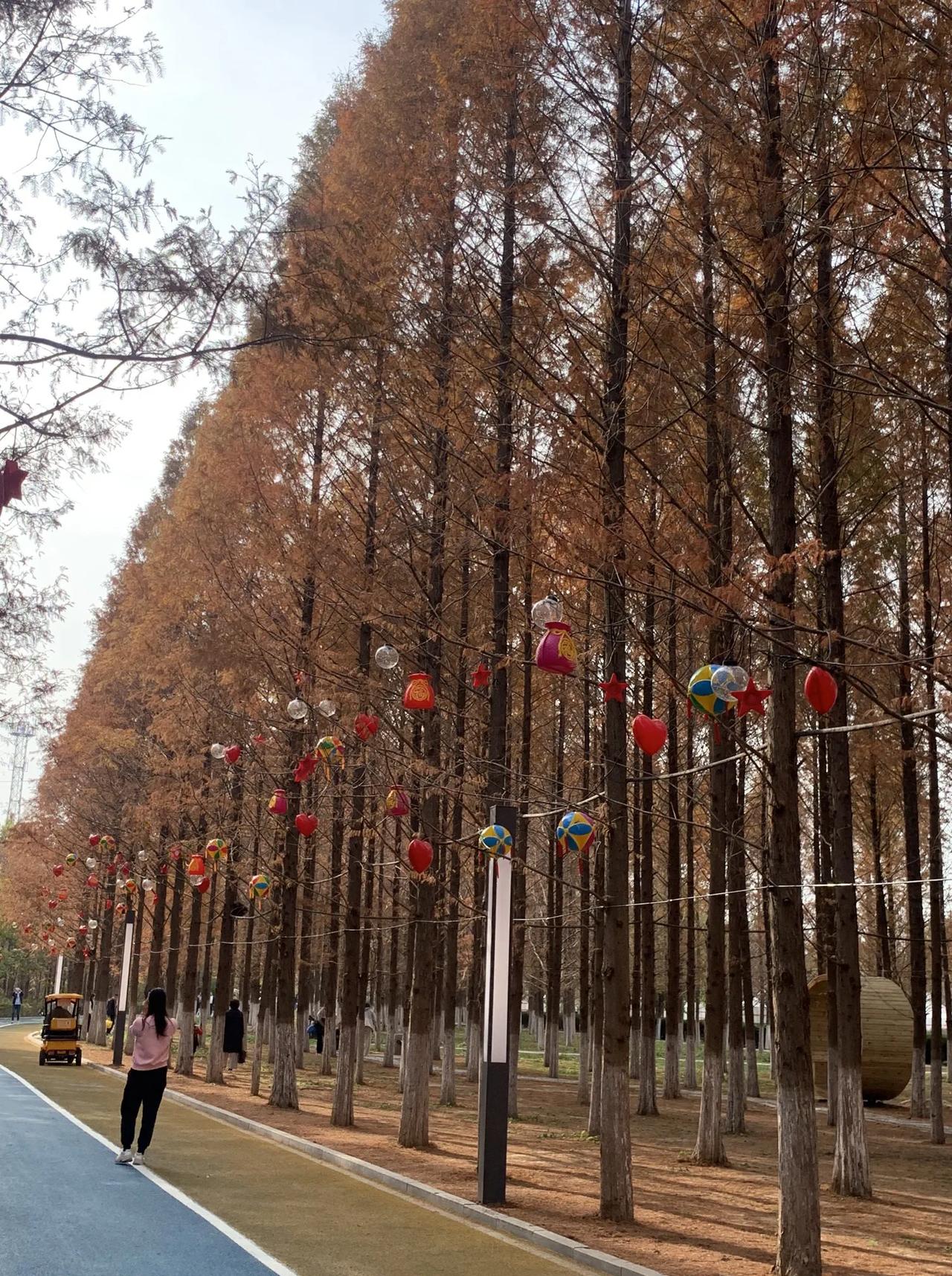 今天，我驾车去济南东郊，邂逅那片如梦似幻的水杉树林。踏入它，就如踏入一幅四季交织