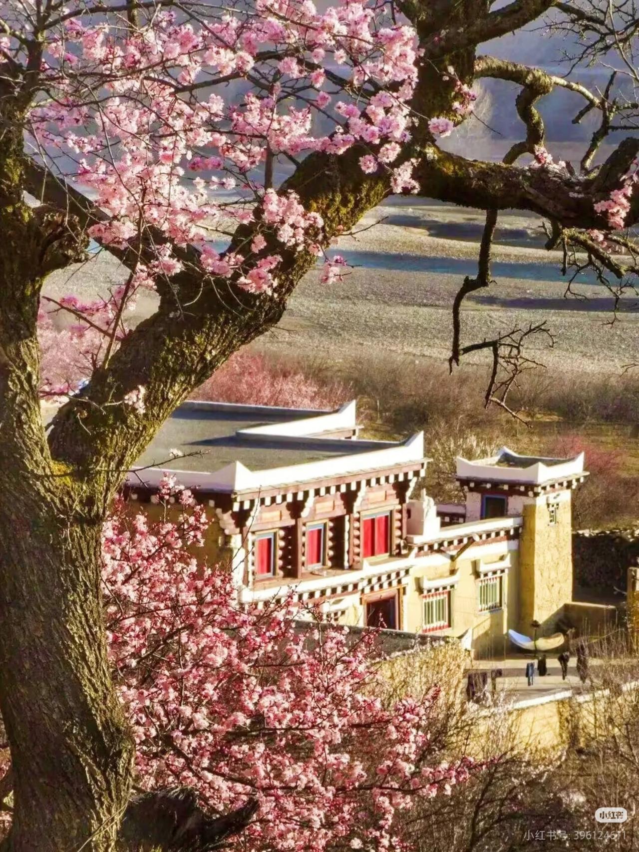 川西秘境｜道孚杏花雪山同框🏔️

以前只知道林芝桃花🔥
直到上周末去了道孚