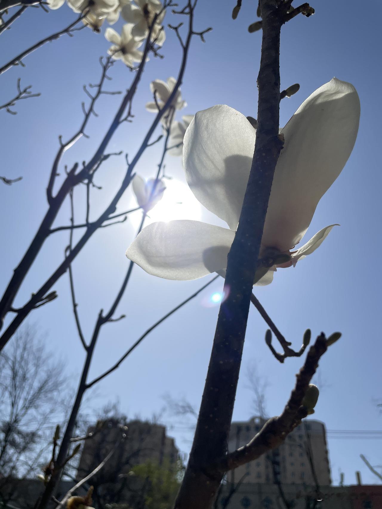 ，这是3月下旬拍到的玉兰花。