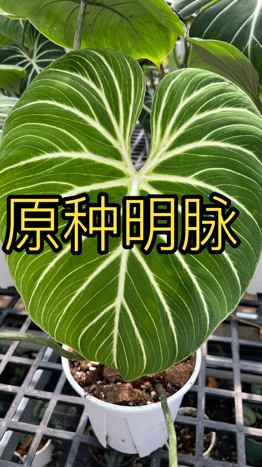 找到一款自己喜欢的明脉