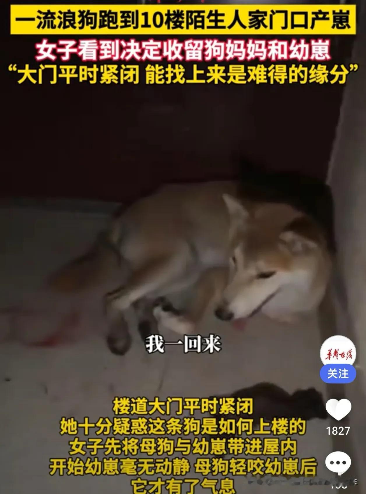 下班推开家门，脚下一软，低头一看，我直接愣住了——

家门口的脚垫上，整整齐齐躺