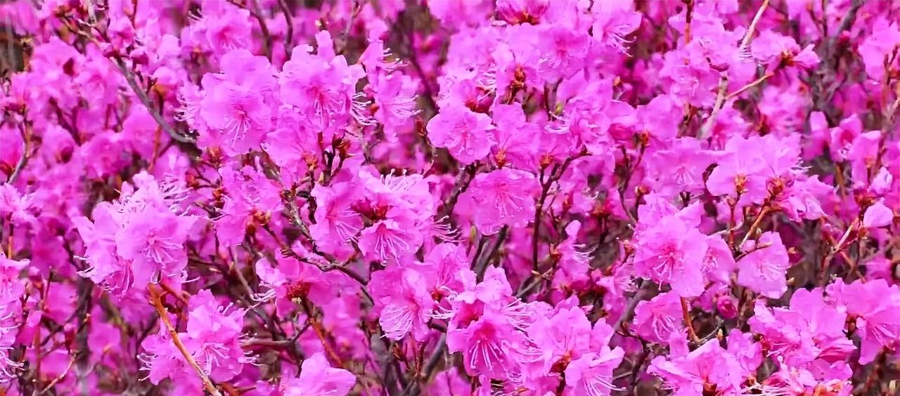你去过图们最美最隐蔽的景点吗？那就日光山芍药谷！

        说起吉林图们