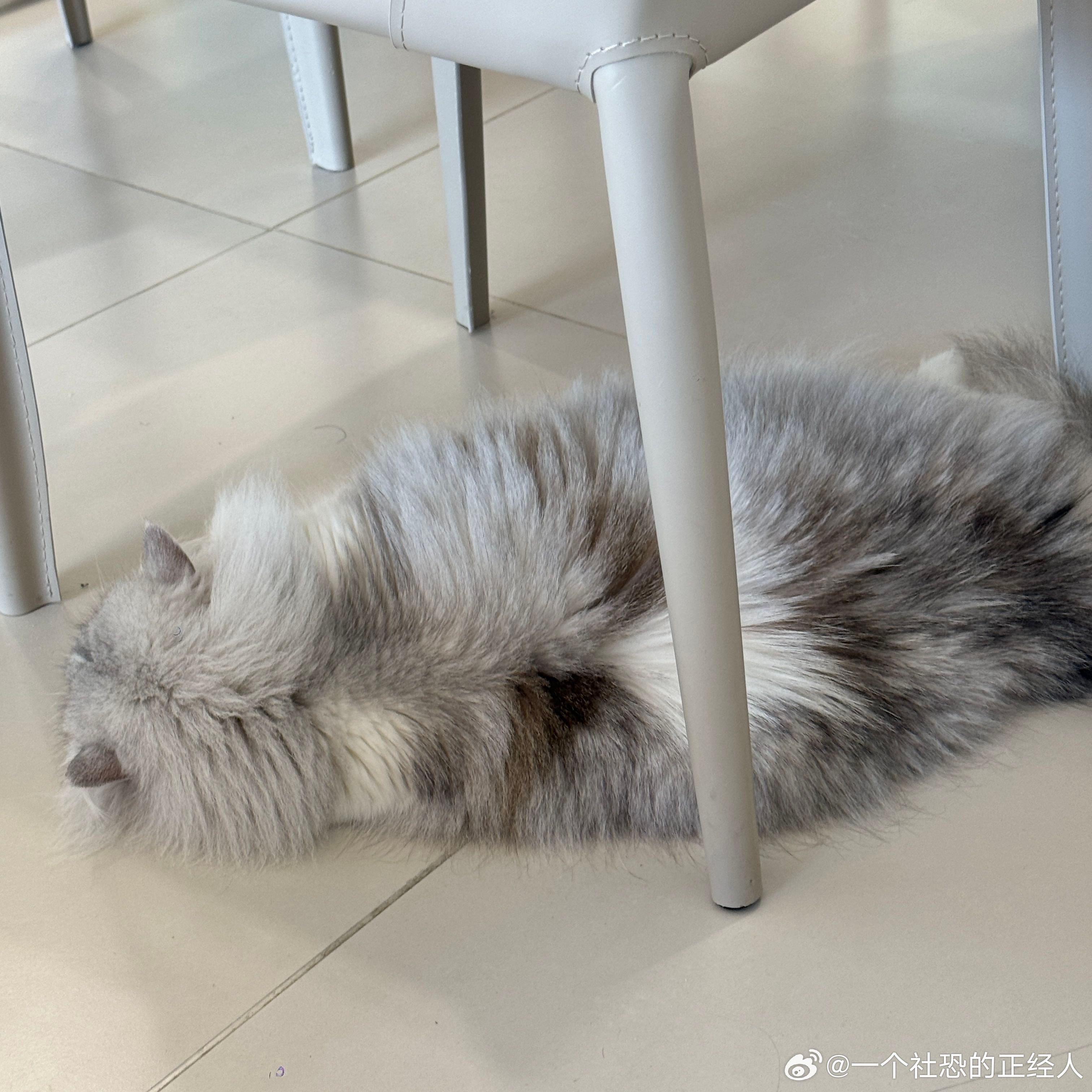 不丢一大块猫猫饼😺 