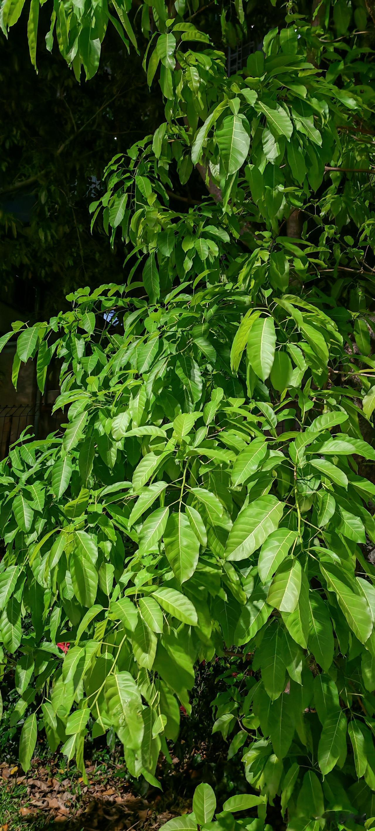 彻底黑白颠倒了，由于上夜班，休息也是白天睡觉，晚上做该做的。
这不昨晚10点多出