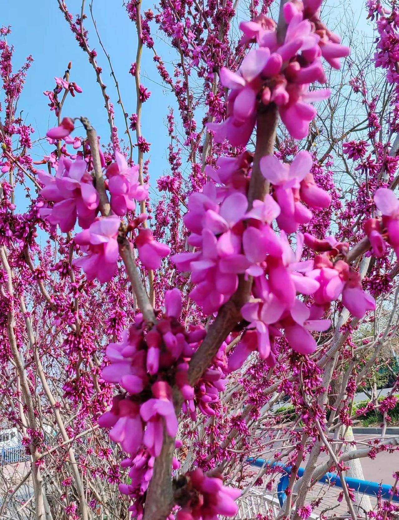 小紫荆花。用镜头捕捉春天