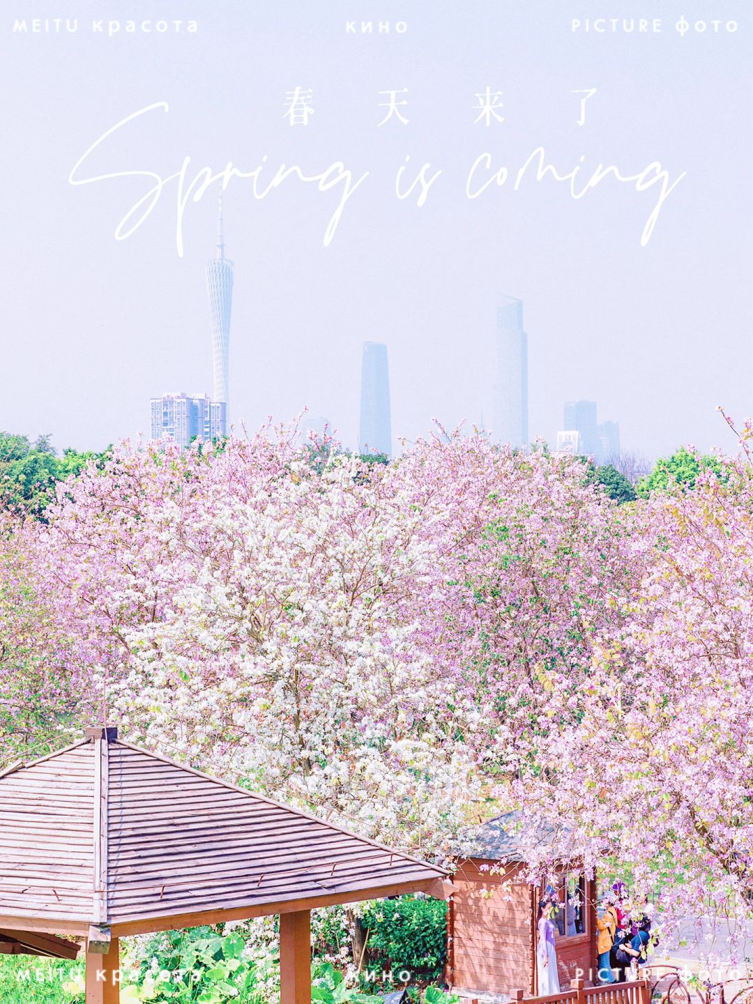 接下来！三公里的花海大道将震撼全城🌸🌸