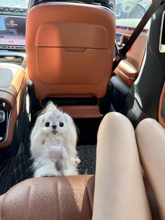 马尔济斯｜哇！我看见公主啦👸