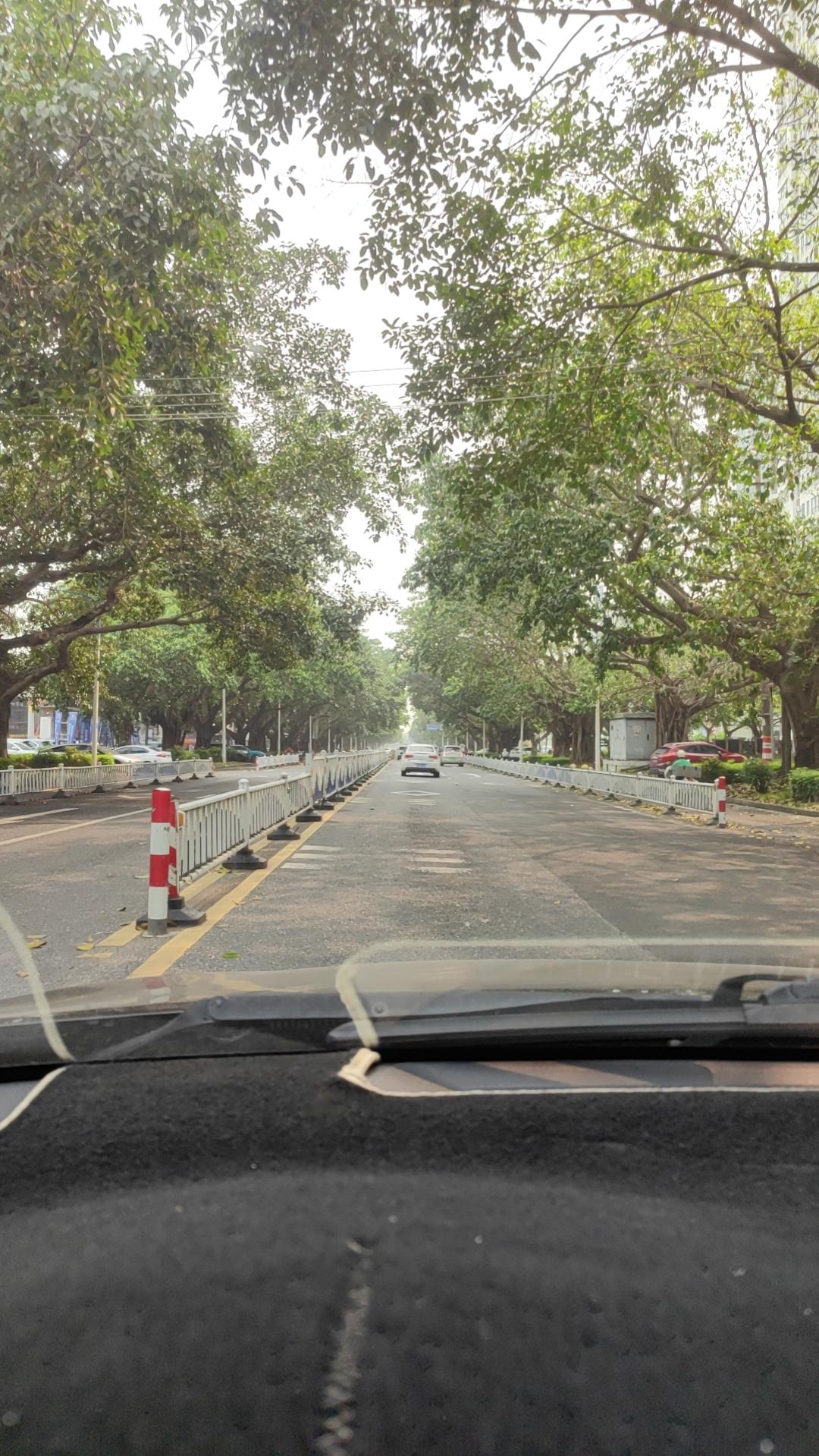 开车行驶在绿荫树下，那感觉就像被大自然拥入怀中，别提多舒服了。我想起之前初夏周末