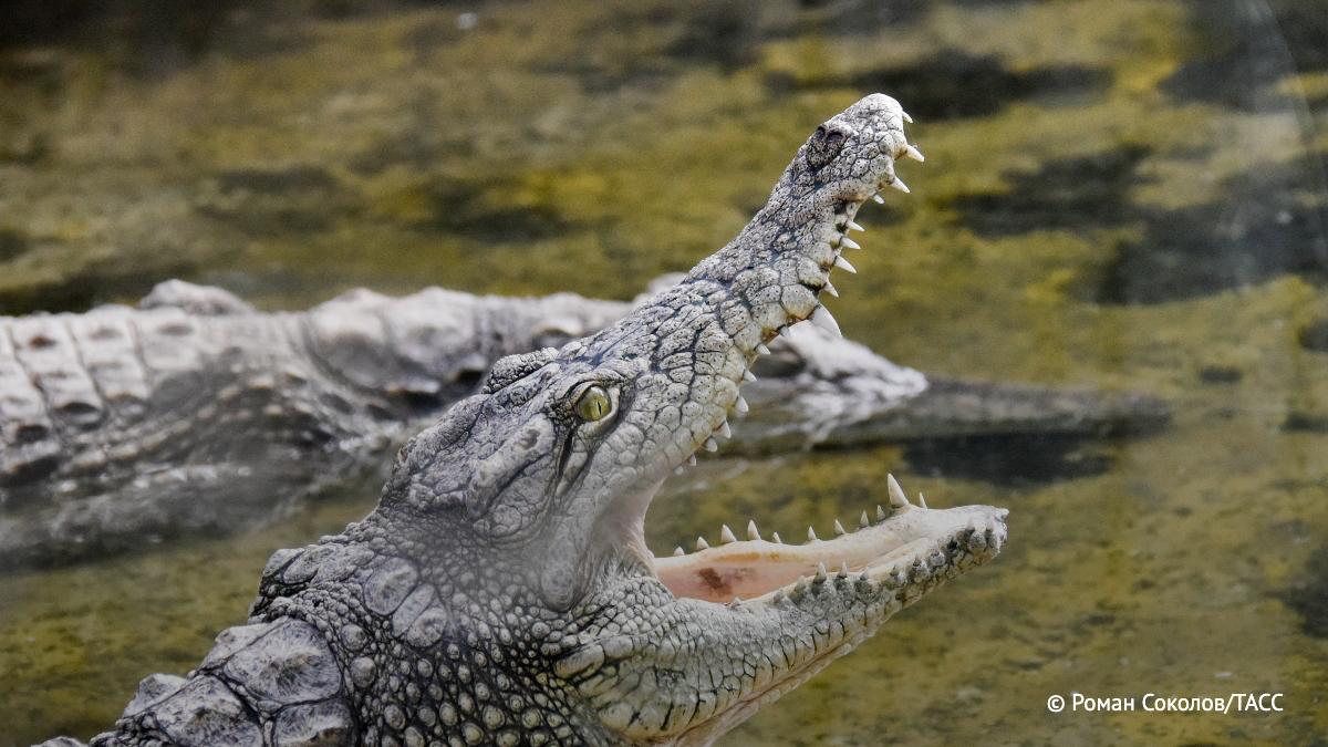 据《印度教徒报》援引边境安全部队（BSF）内部文件，印度正研究一项特殊边境安保方