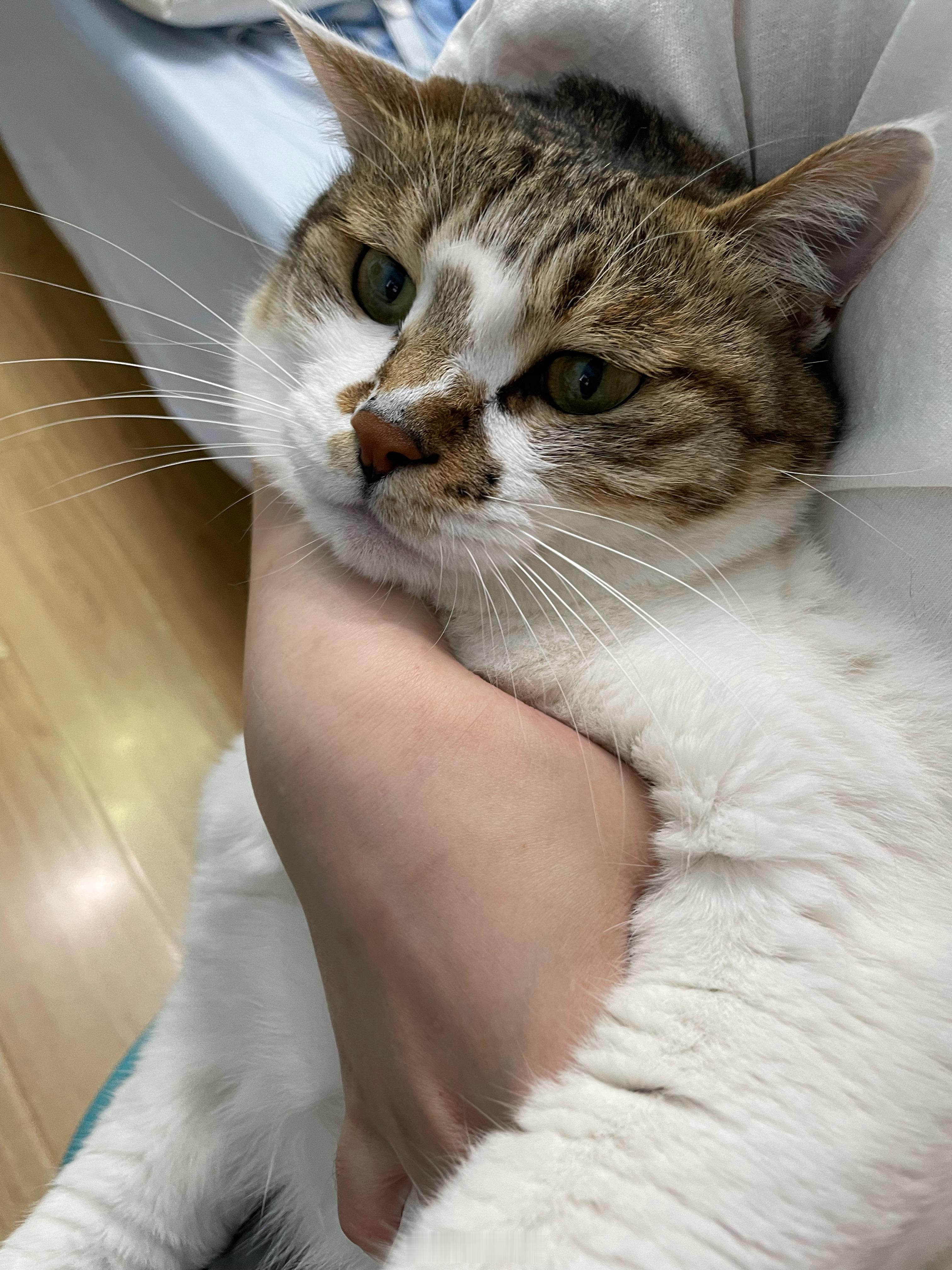 debudebu 