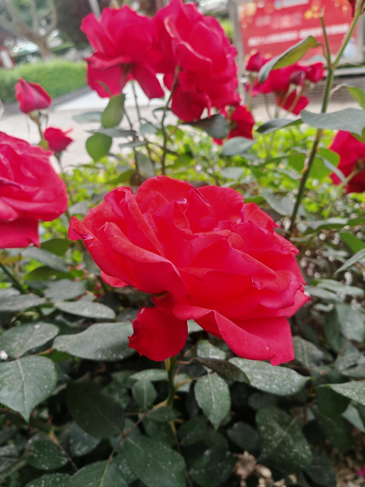 今日拍的月季花这是春日里盛放的红月季，花瓣饱满艳丽，层层舒展如绸缎般温润。深绿叶