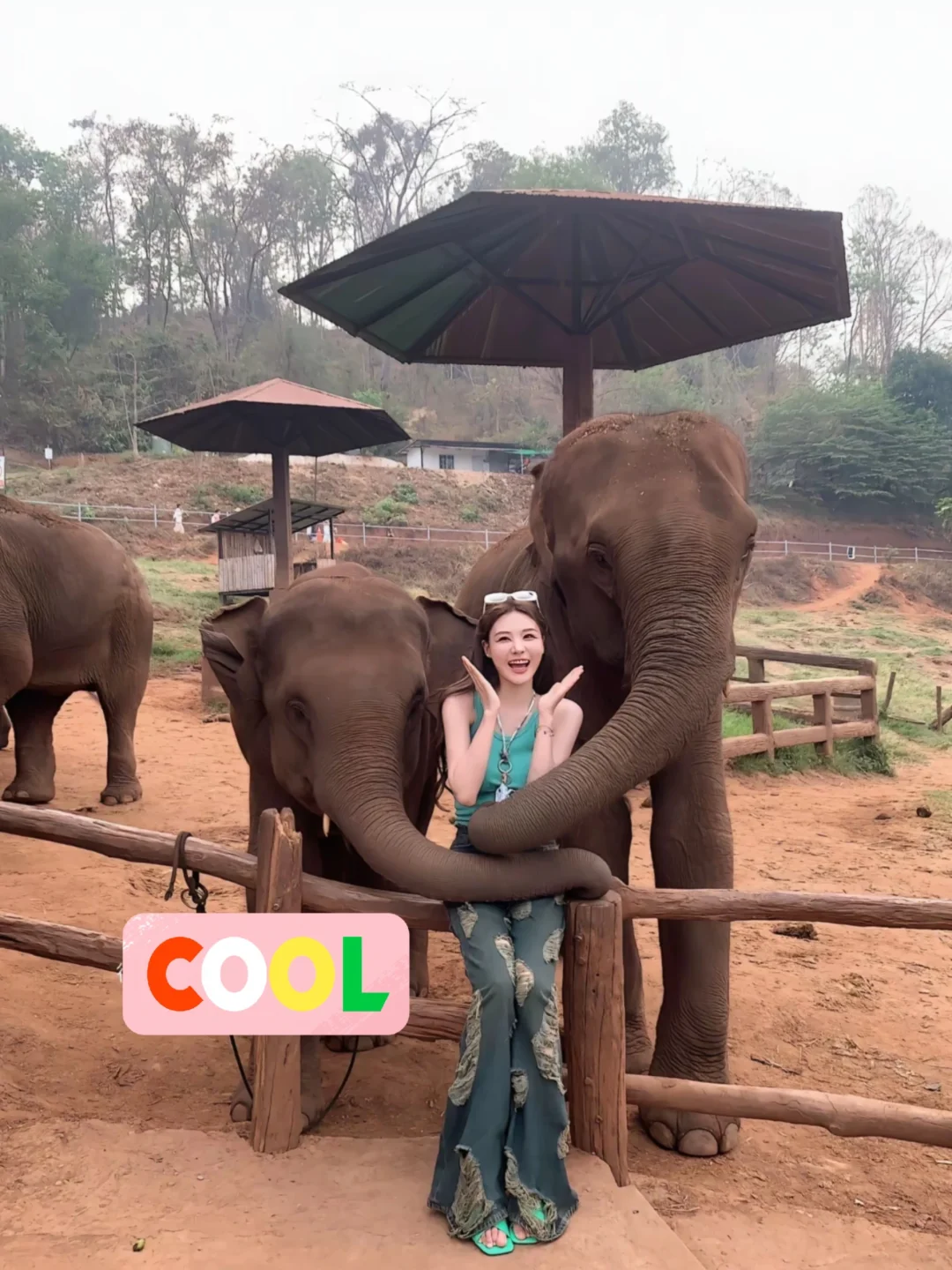 可以看大象啦🐘